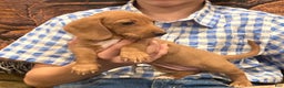 Dachshund dogs for sale: Sasha - Genetic Tested Parents - Ad 18