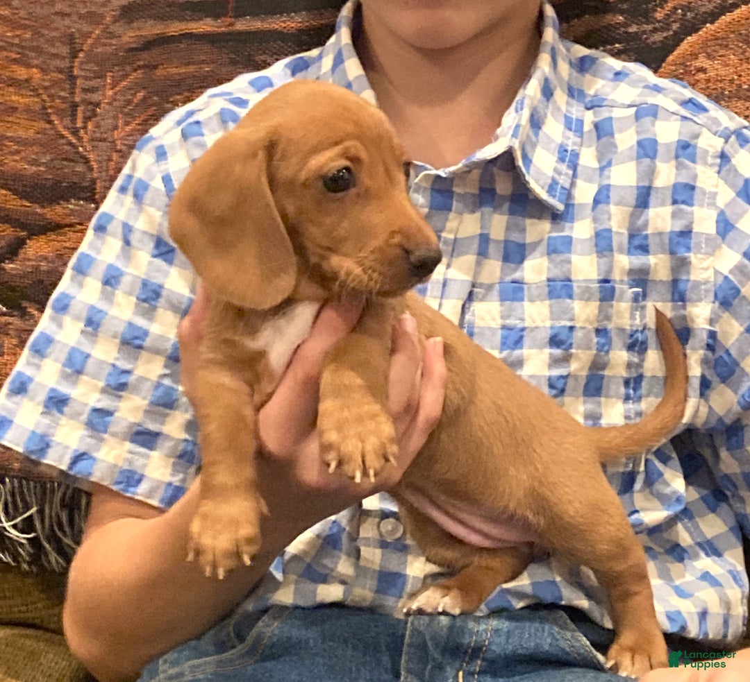 Dachshund dogs for sale: Sasha - Genetic Tested Parents - Ad 18