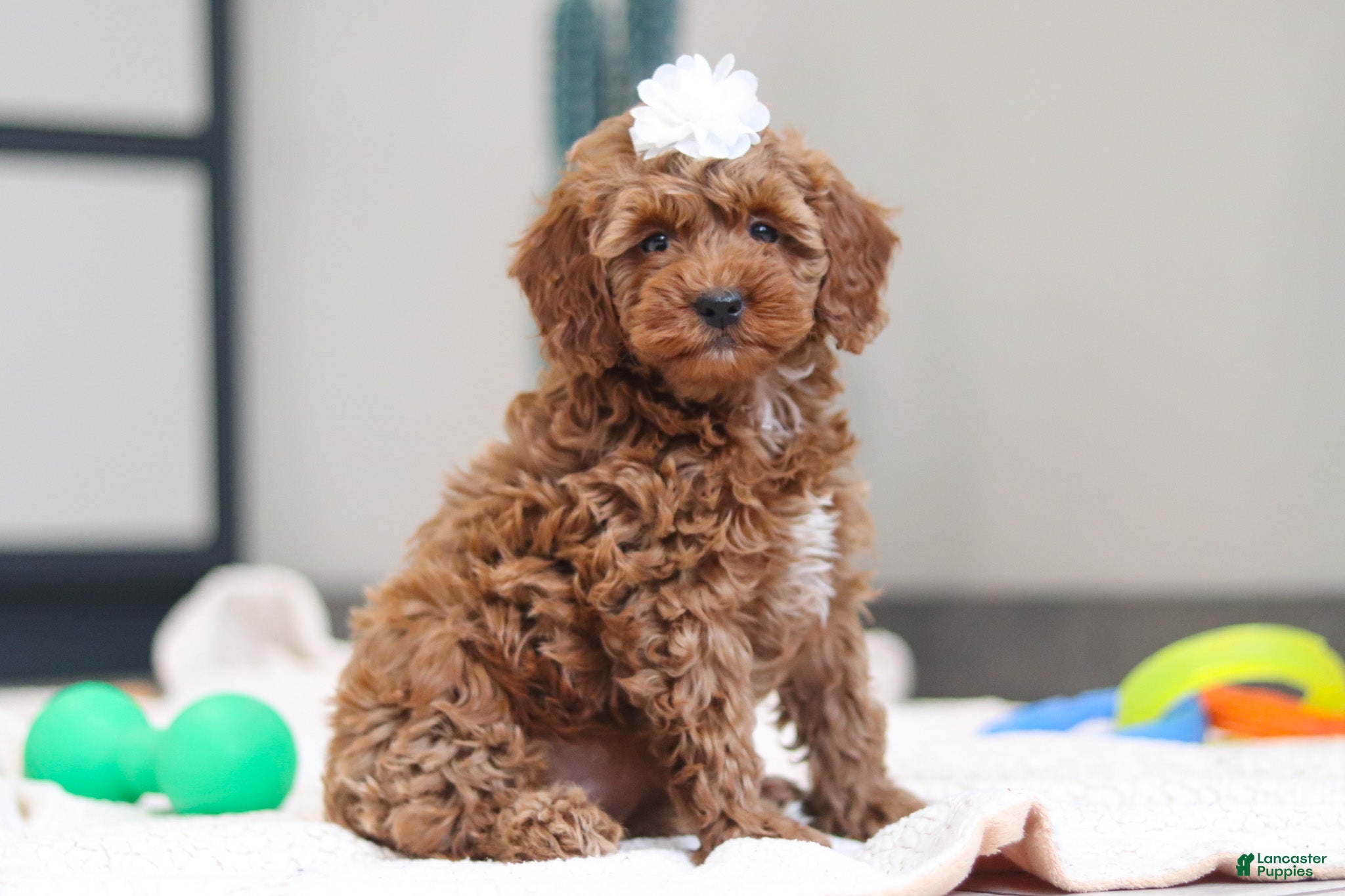 Mini Goldendoodle dogs Noli - Ad 2