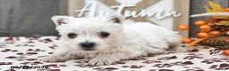West Highland Terrier dogs for sale: Wren - Ad 2
