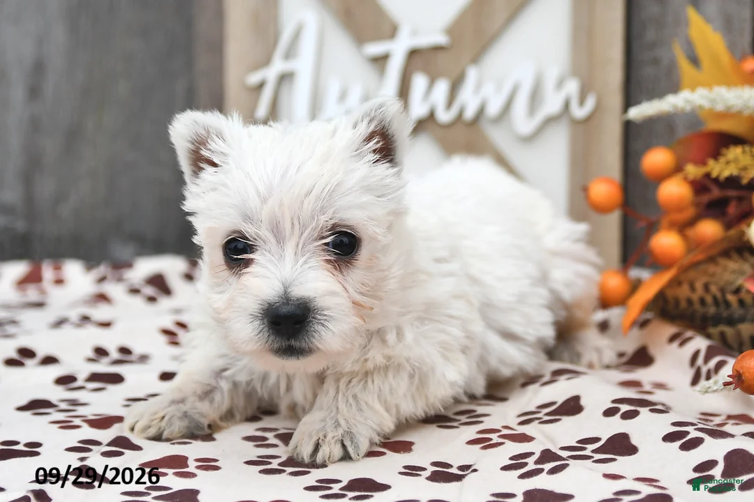 West Highland Terrier dogs for sale: Wren - Ad 2
