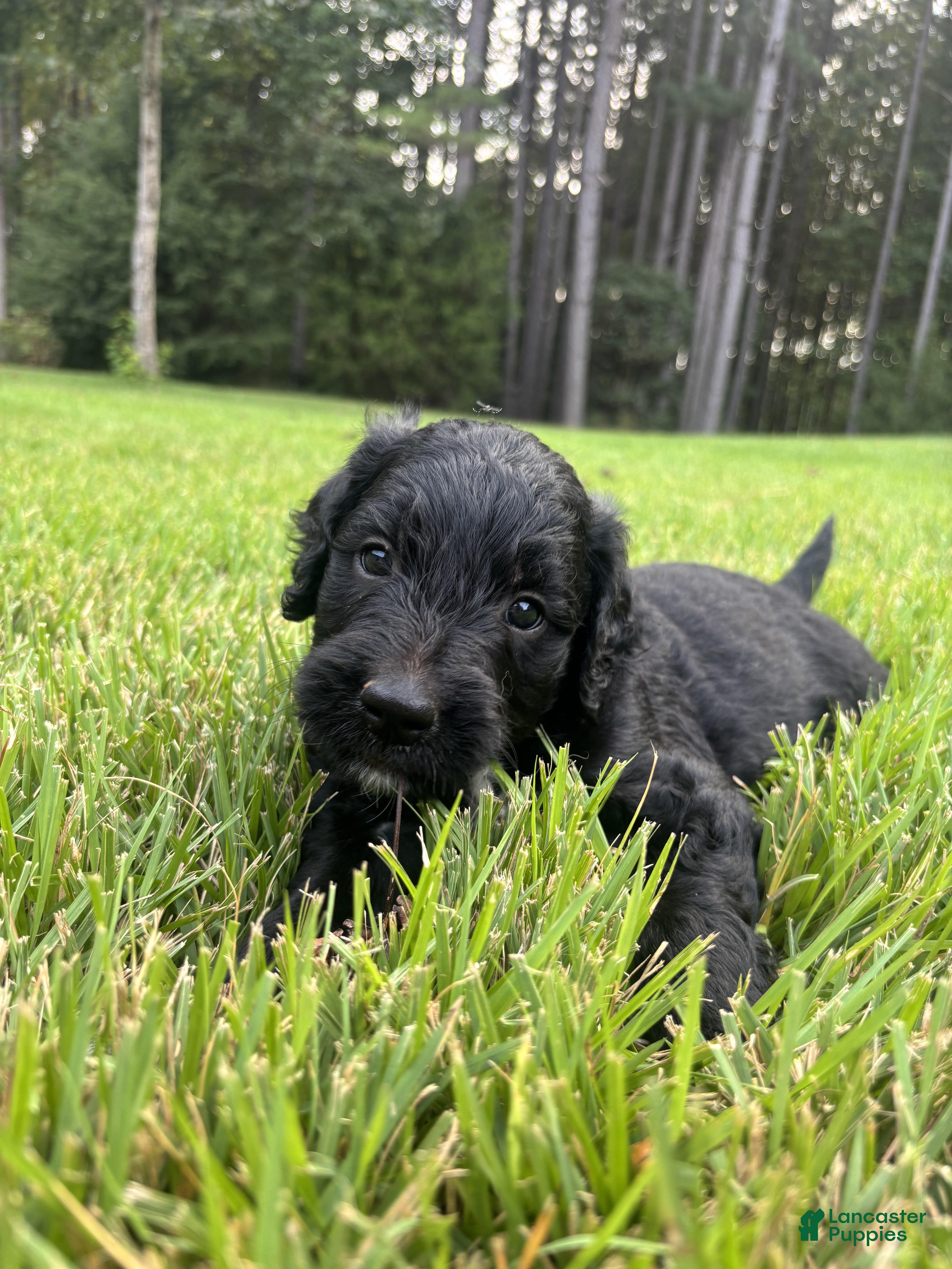 Goldendoodle dogs Boots - Ad 2