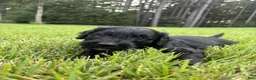 Goldendoodle dogs for sale: Boots - Ad 2