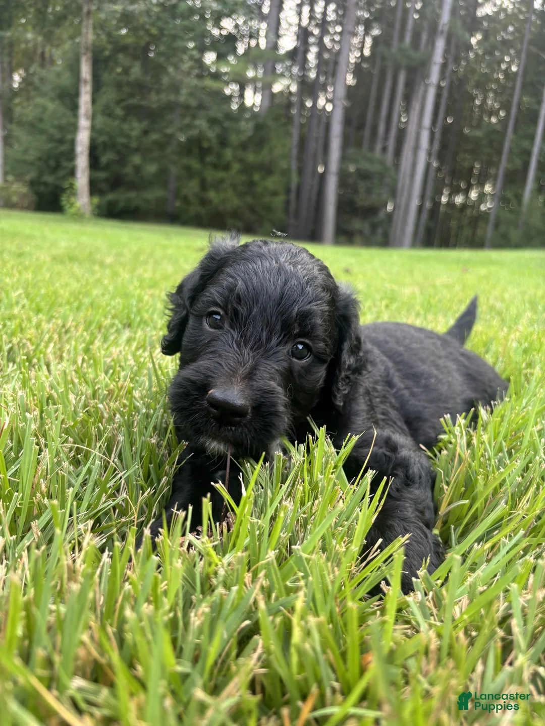Goldendoodle dogs for sale: Boots - Ad 2