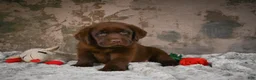 Labrador Retriever dogs for sale: Leo - Ad 4