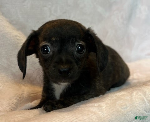 Chiweenie dogs Beatrice - Ad 1