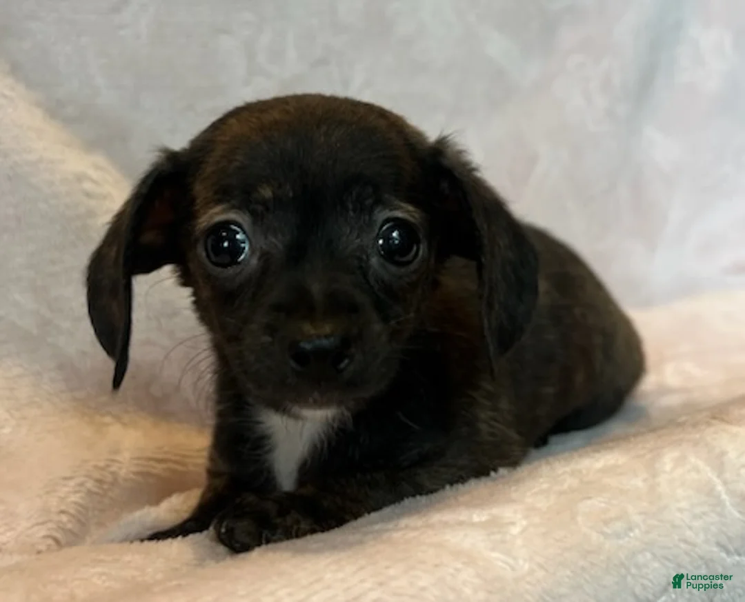 Chiweenie dogs for sale: Beatrice - Ad 1
