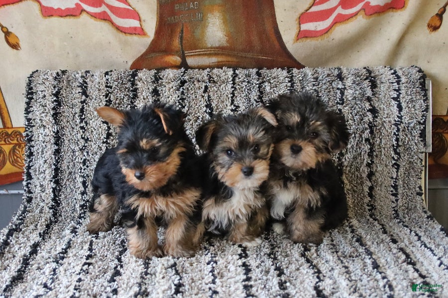 Yorkshire Terrier dogs Tucker - Ad 2