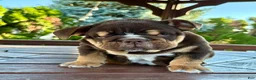 English Bulldog dogs for sale: Rolo - Ad 7