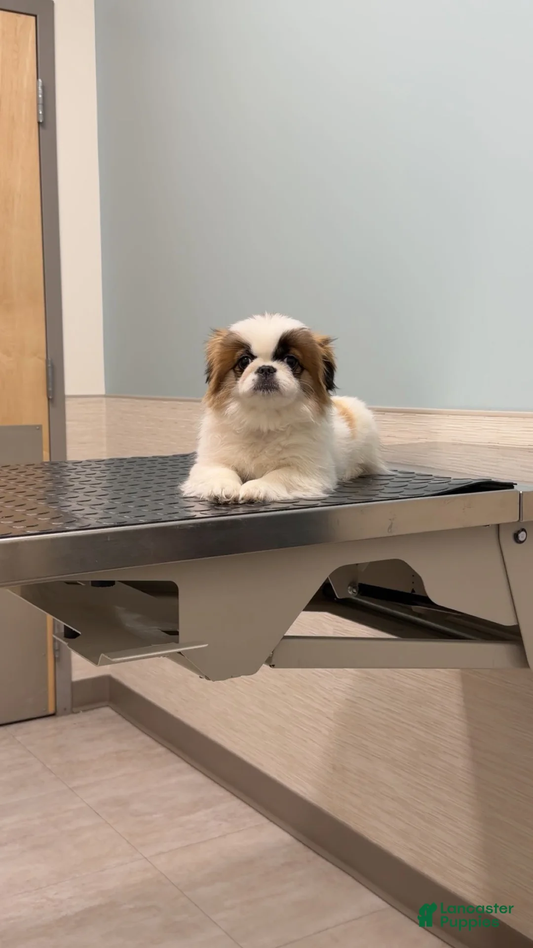 Pekingese dogs for sale: Pekingese Puppy 1 - Ad 2