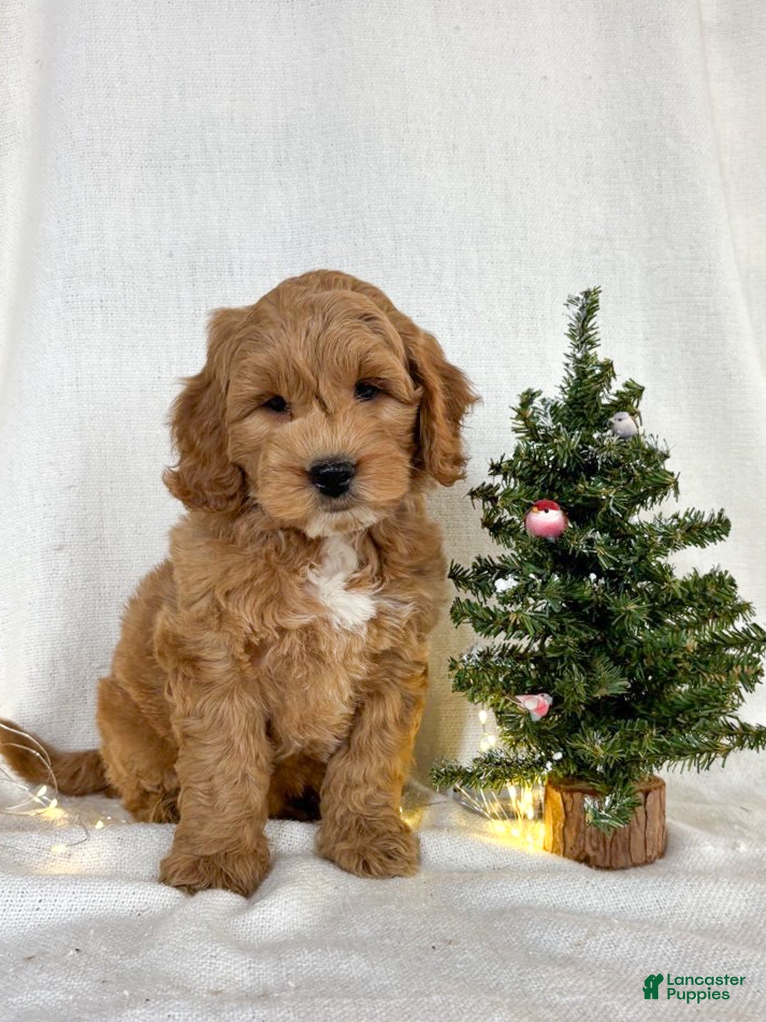 Mini Goldendoodle dogs for sale: Chip - Ad 1
