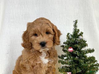 Mini Goldendoodle dogs Chip - Ad 3