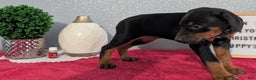 Doberman Pinscher dogs for sale: Luna - Ad 8
