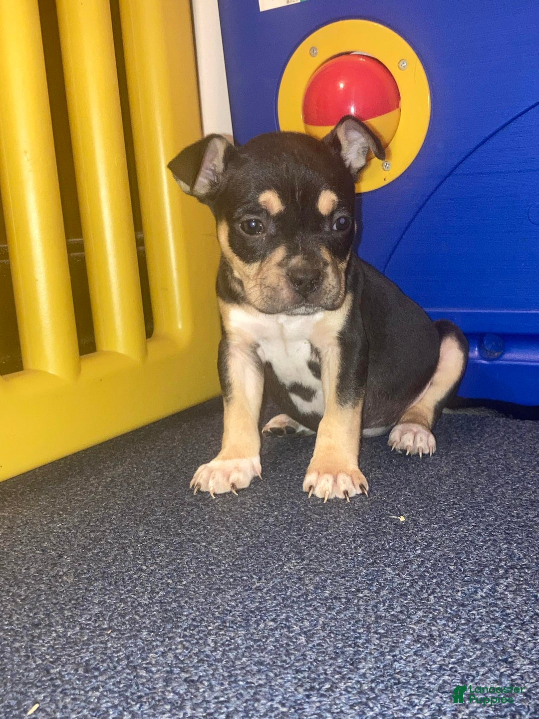 American Bully dogs for sale: RUBY - Ad 2