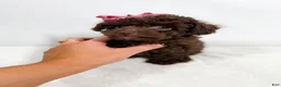 Toy Poodle dogs for sale: Tiny Velvet - Ad 4