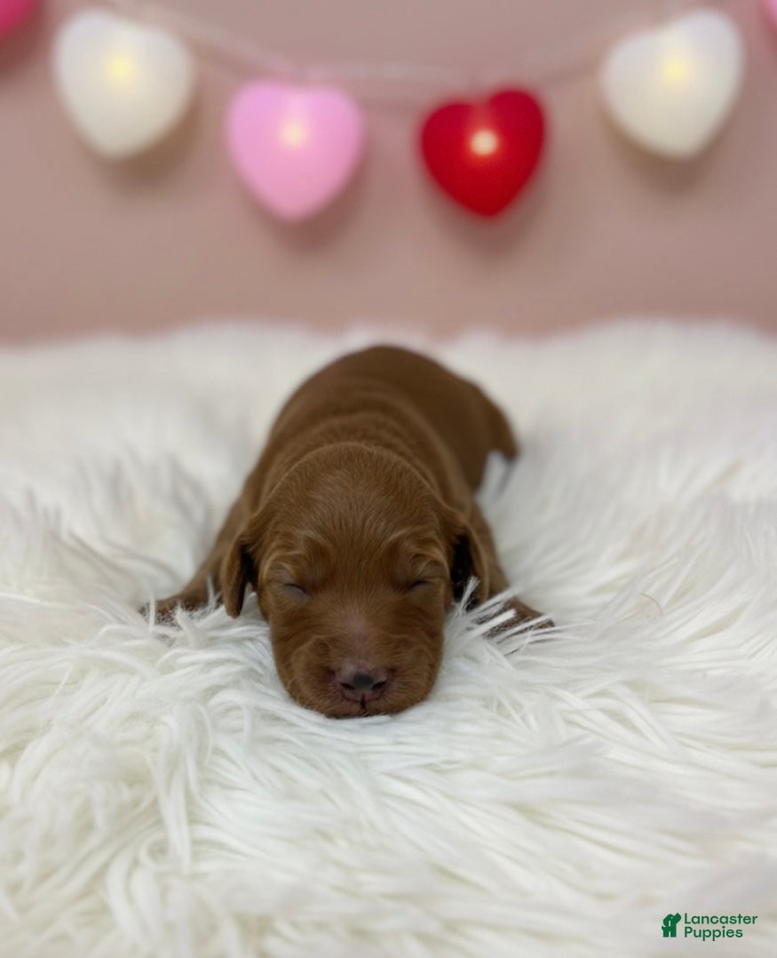 Goldendoodle dogs Goldendoodle Puppy 1 - Ad 30