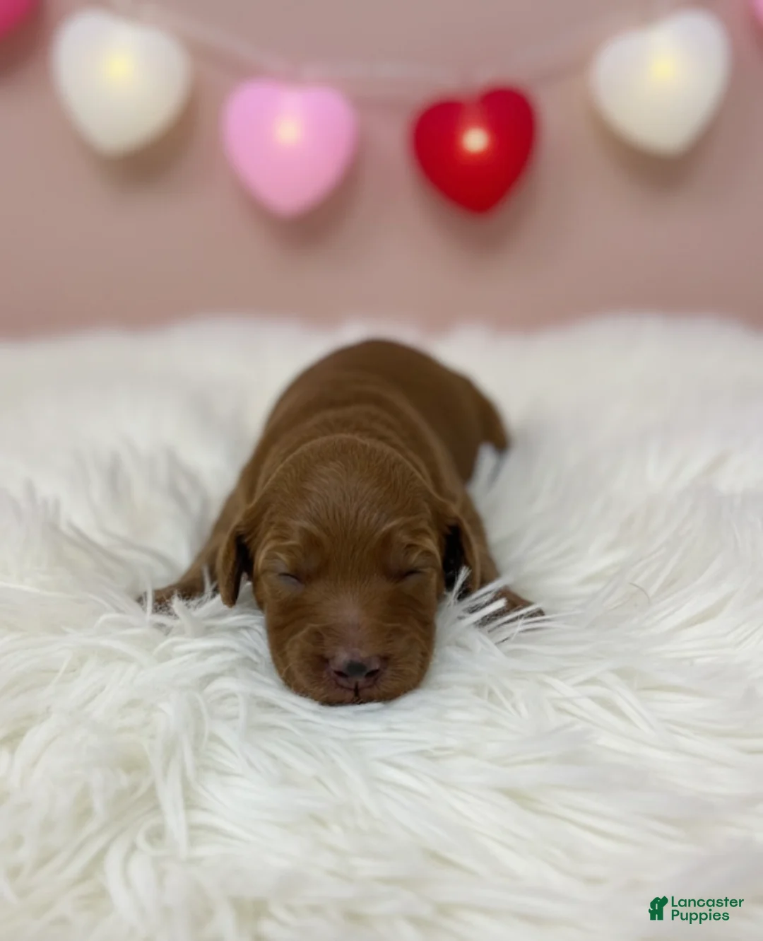 Goldendoodle dogs for sale: Goldendoodle Puppy 1 - Ad 1