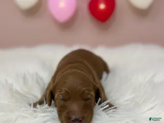 Goldendoodle dogs Goldendoodle Puppy 1 - Ad 30