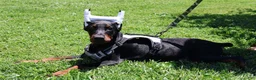 Doberman Pinscher dogs for sale: White - Ad 19