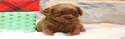 Cavapoo dogs for sale: Patty - Ad 4