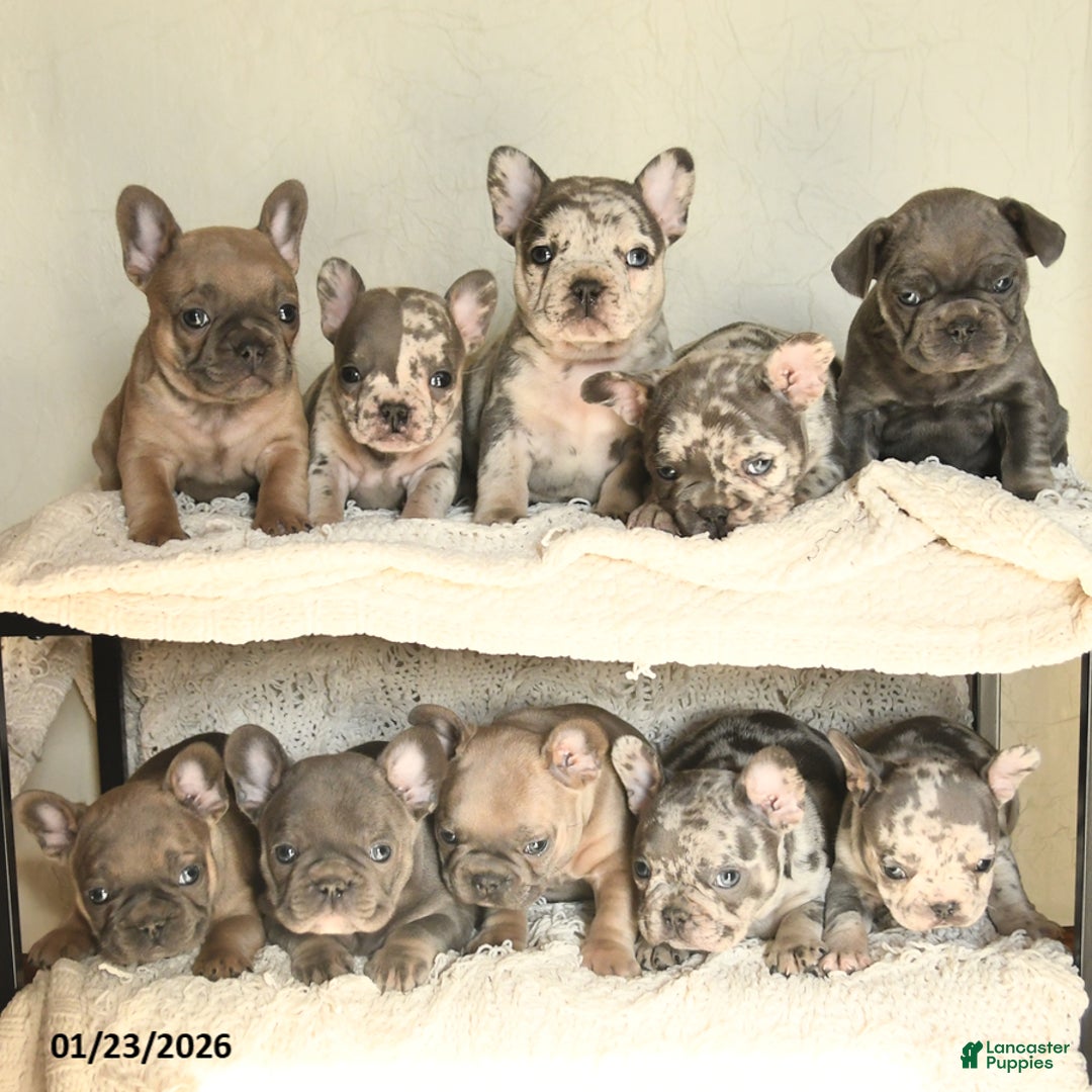 French Bulldog dogs for sale: Buttercup - Ad 5