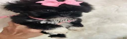 Shihpoo dogs for sale: Shihpoo 1 - Ad 12