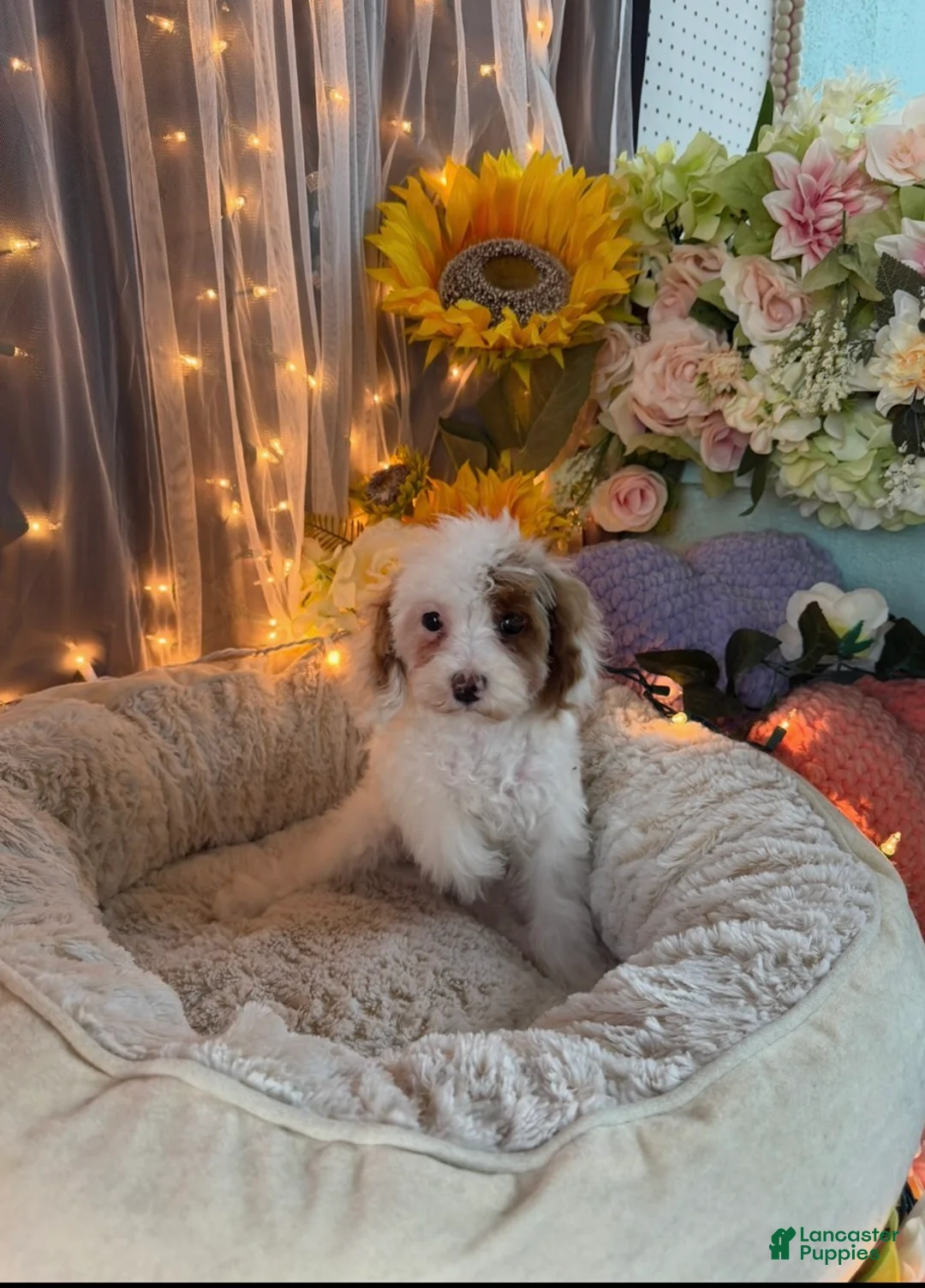 Miniature Poodle dogs for sale: Miniature Poodle 1 - Ad 1