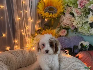 Miniature Poodle dogs for sale: Miniature Poodle 1 - Ad 3