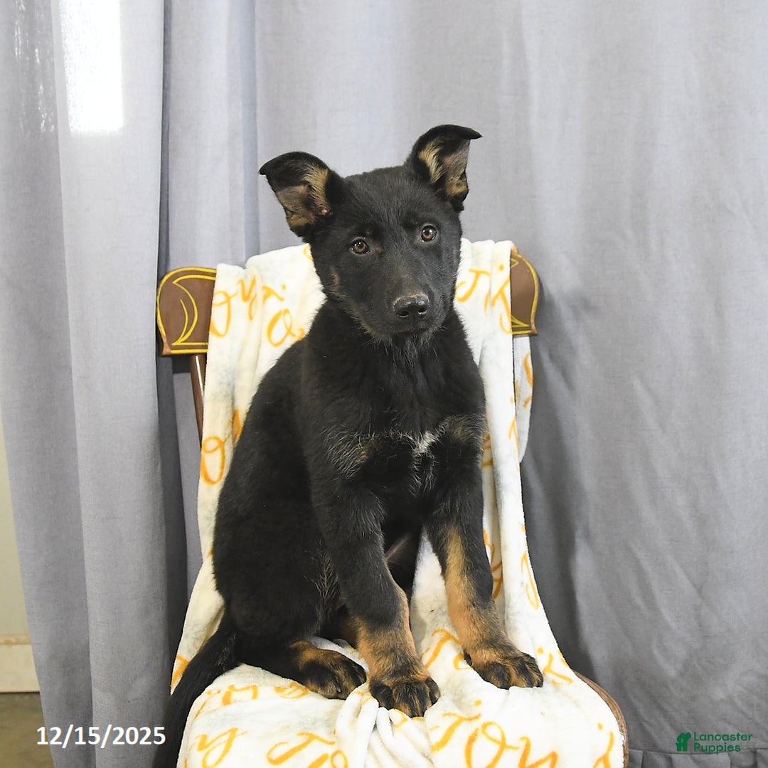 German Shepherd dogs for sale: Candy - Ad 2