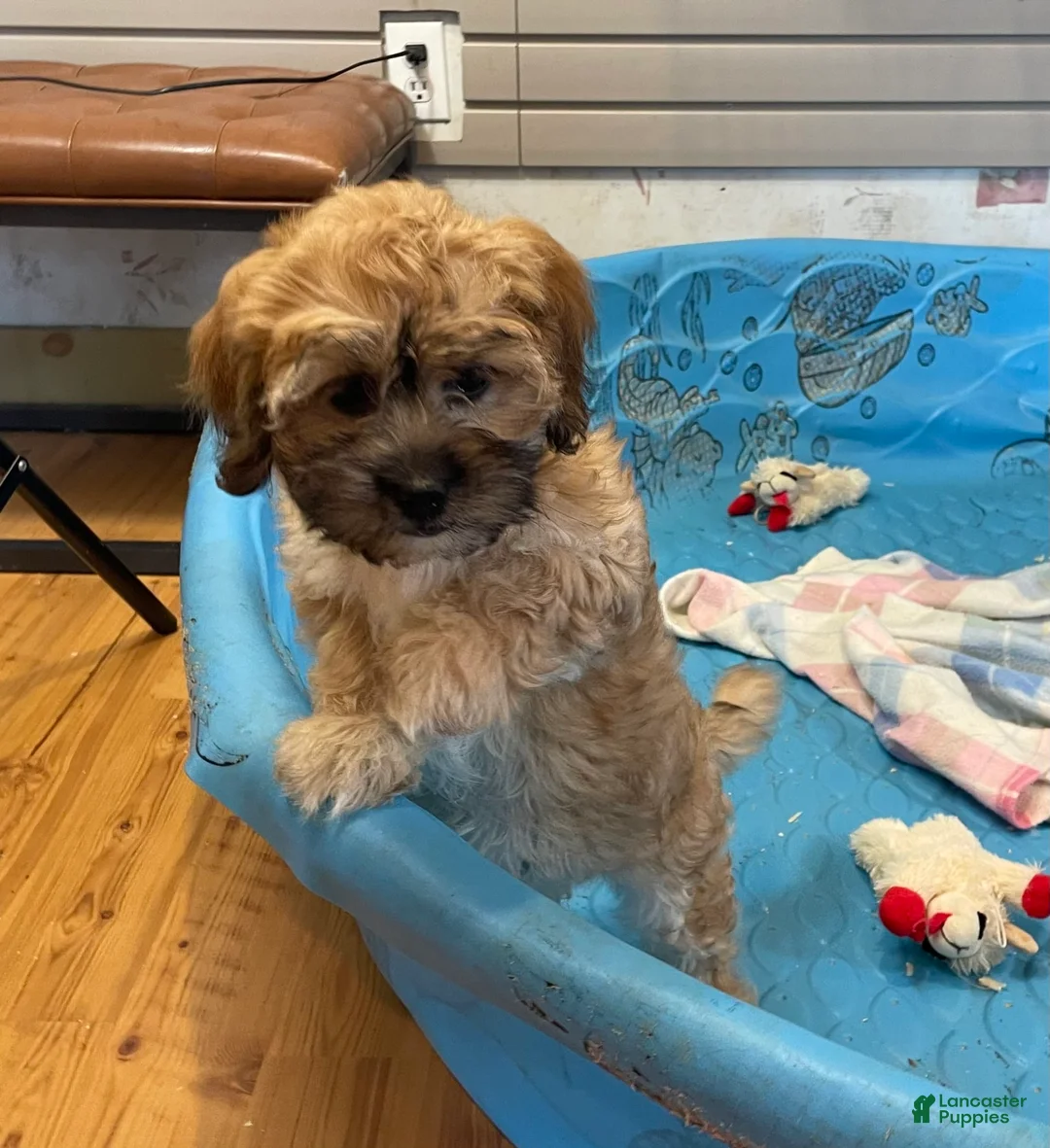 Teddy Bear dogs for sale: Sammy - Ad 23