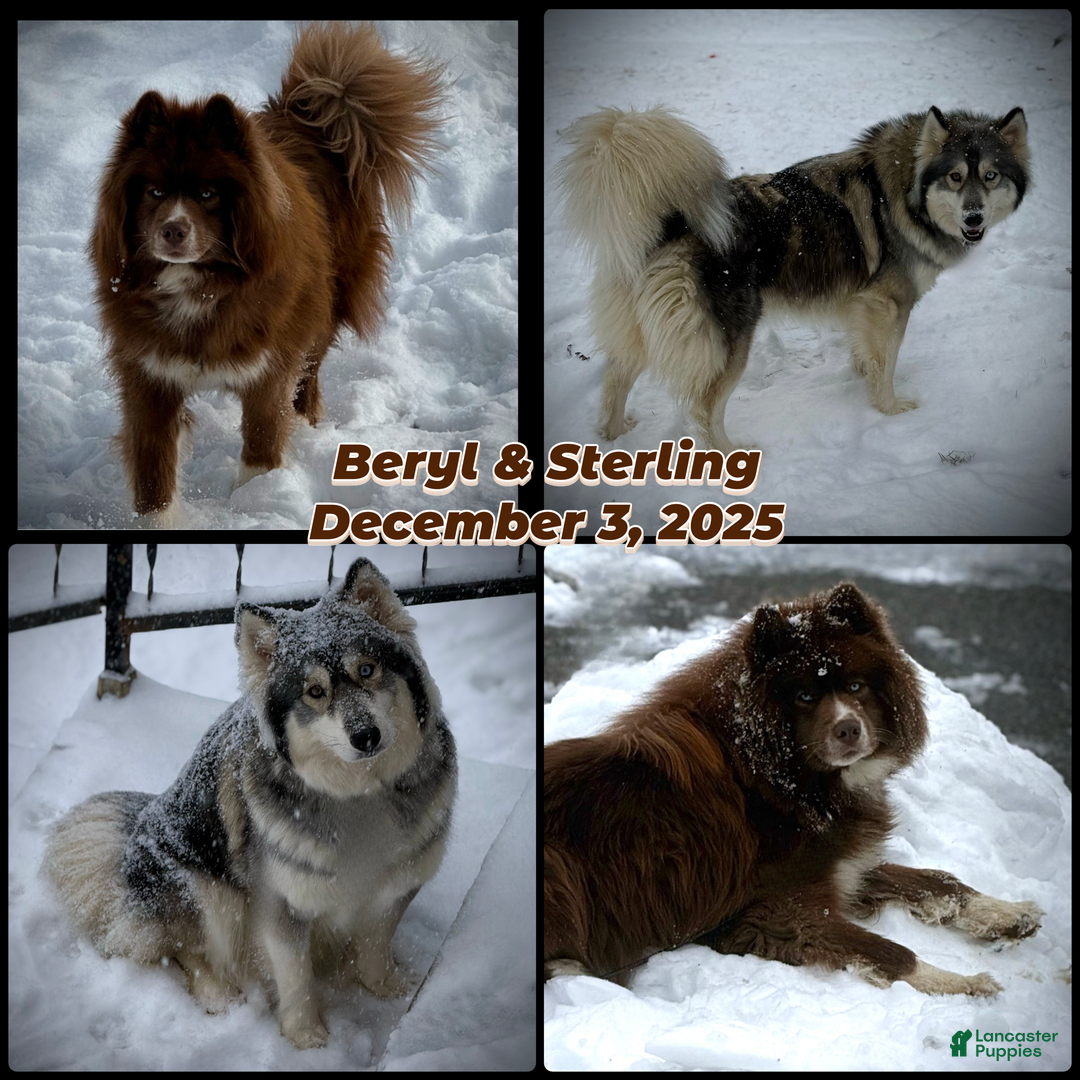 Siberian Husky dogs for sale: Vesuvius - Ad 3