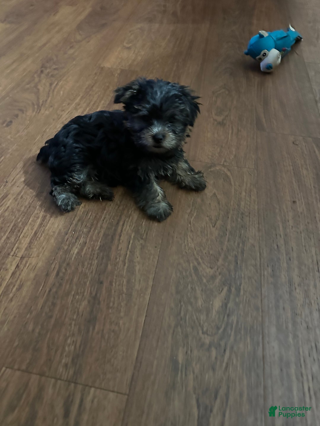 Yorkshire Terrier dogs for sale: Yorkshire Terrier Puppy 3 - Ad 3