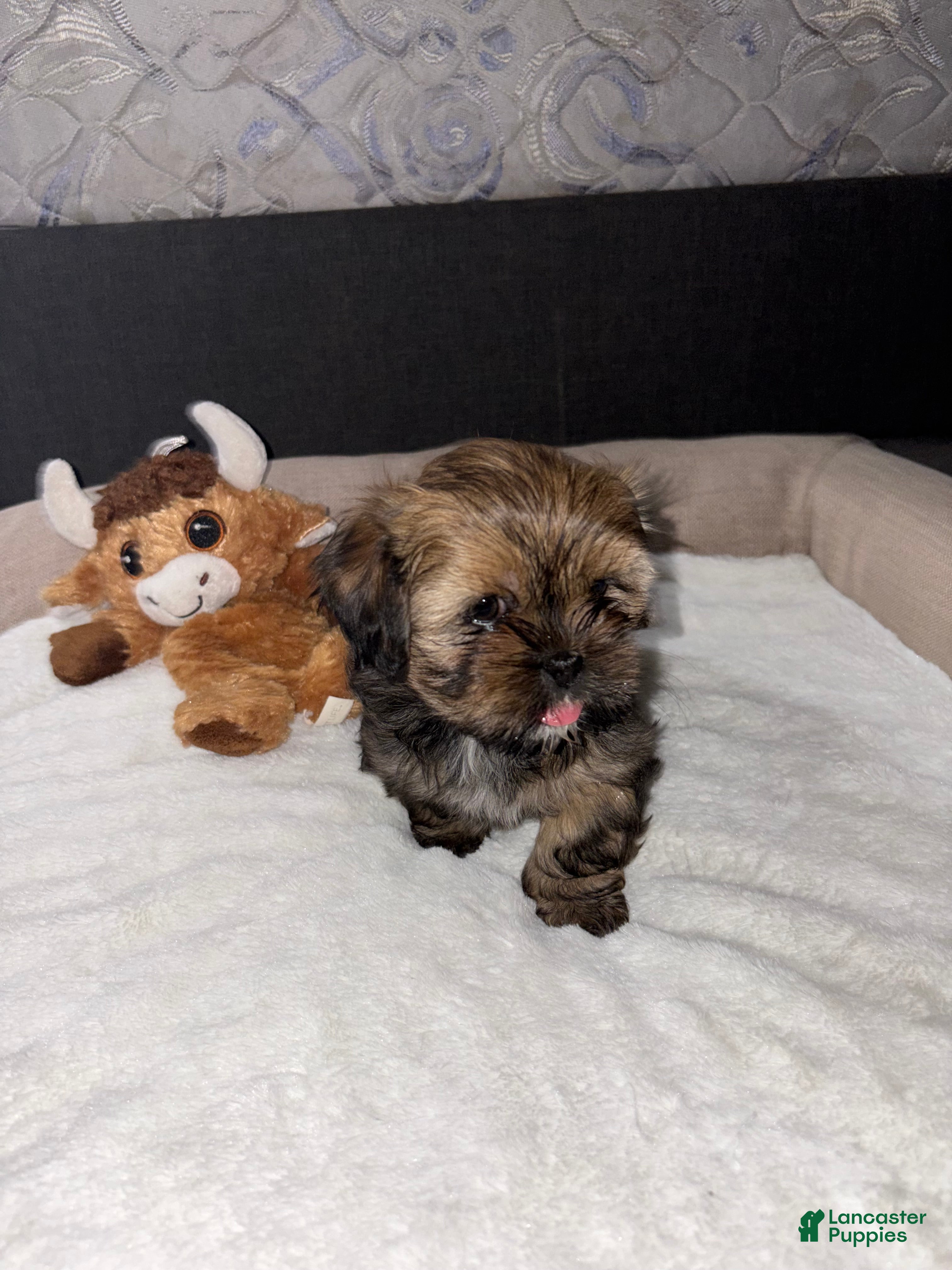 Shih Tzu dogs Shih Tzu Puppy 1 - Ad 18