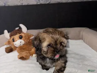 Shih Tzu dogs Shih Tzu Puppy 1 - Ad 14