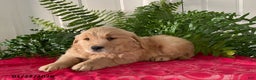 Golden Retriever dogs for sale: Felix - Ad 3