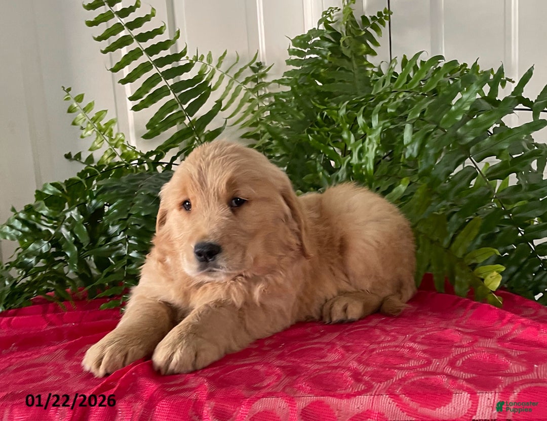 Golden Retriever dogs for sale: Felix - Ad 3