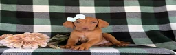 Vizsla dogs for sale: Allyce - Ad 4