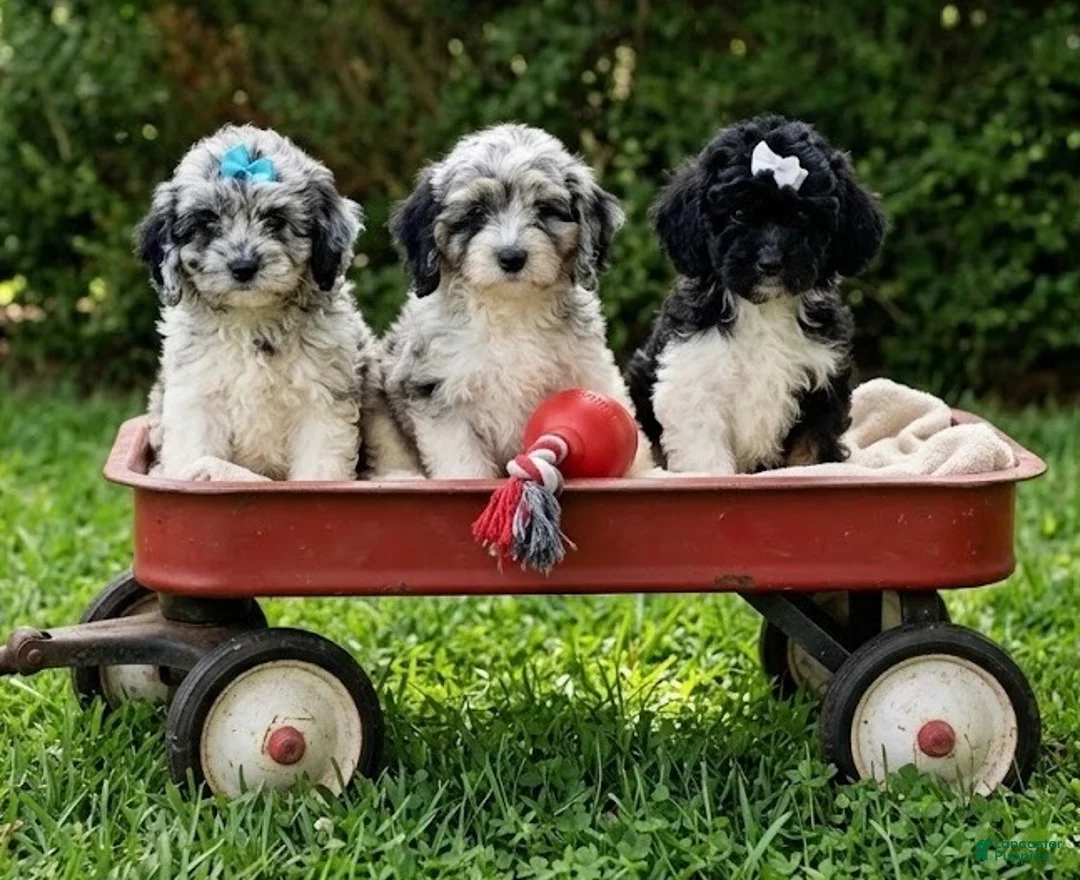 Cockapoo dogs for sale: Cockapoo 3 - Ad 2