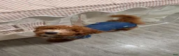 Standard Poodle dogs for sale: Standard Poodle 1 - Ad 4