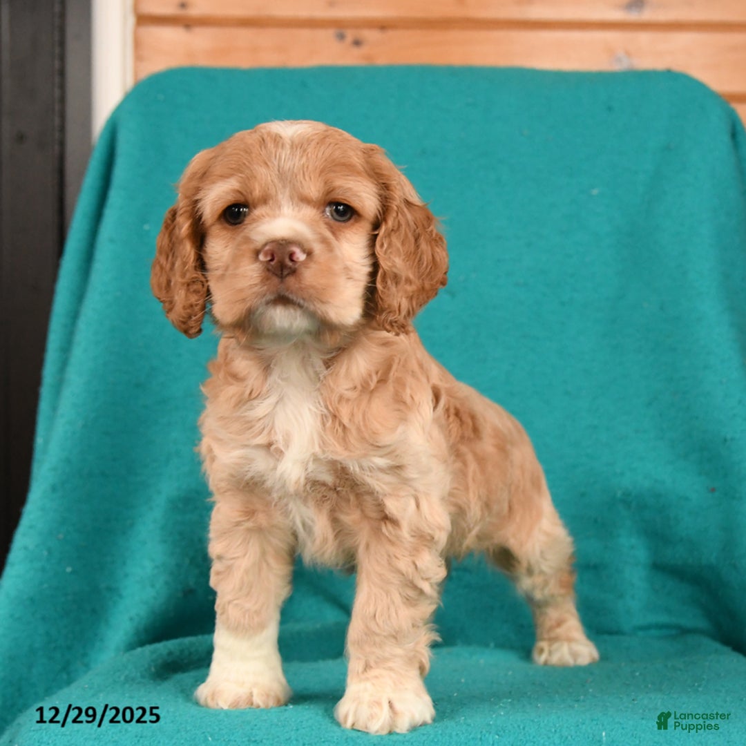 Cocker Spaniel dogs for sale: Cooper - Ad 1