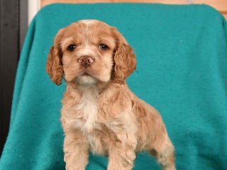 Cocker Spaniel dogs Cooper - Ad 21
