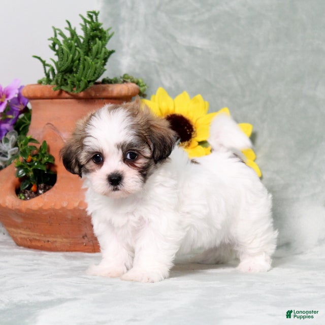 Teddy Bear dogs Ulyssa - Ad 2