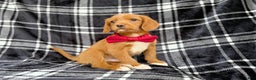 Beagle dogs for sale: Moose - Ad 3