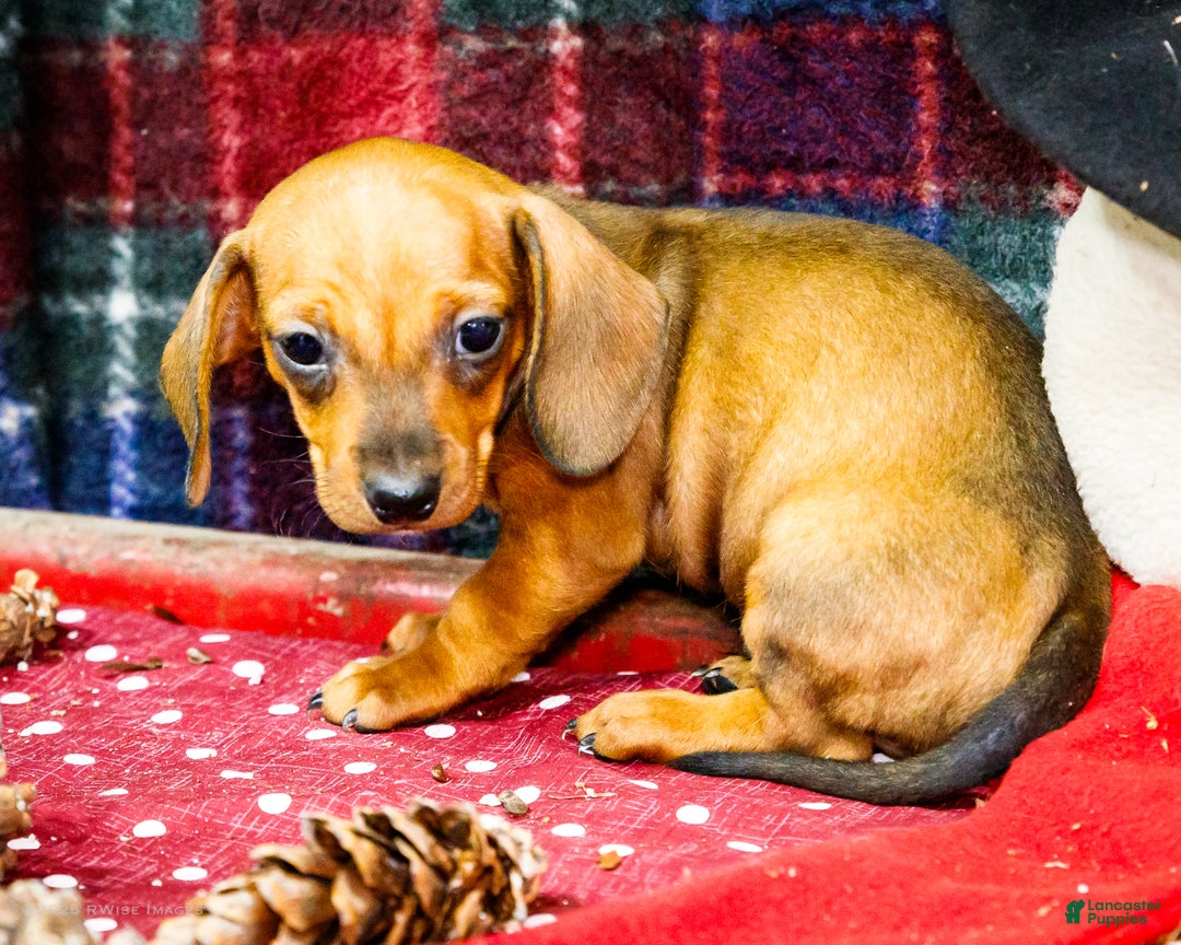 Miniature Dachshund dogs for sale: Tucker - Ad 4