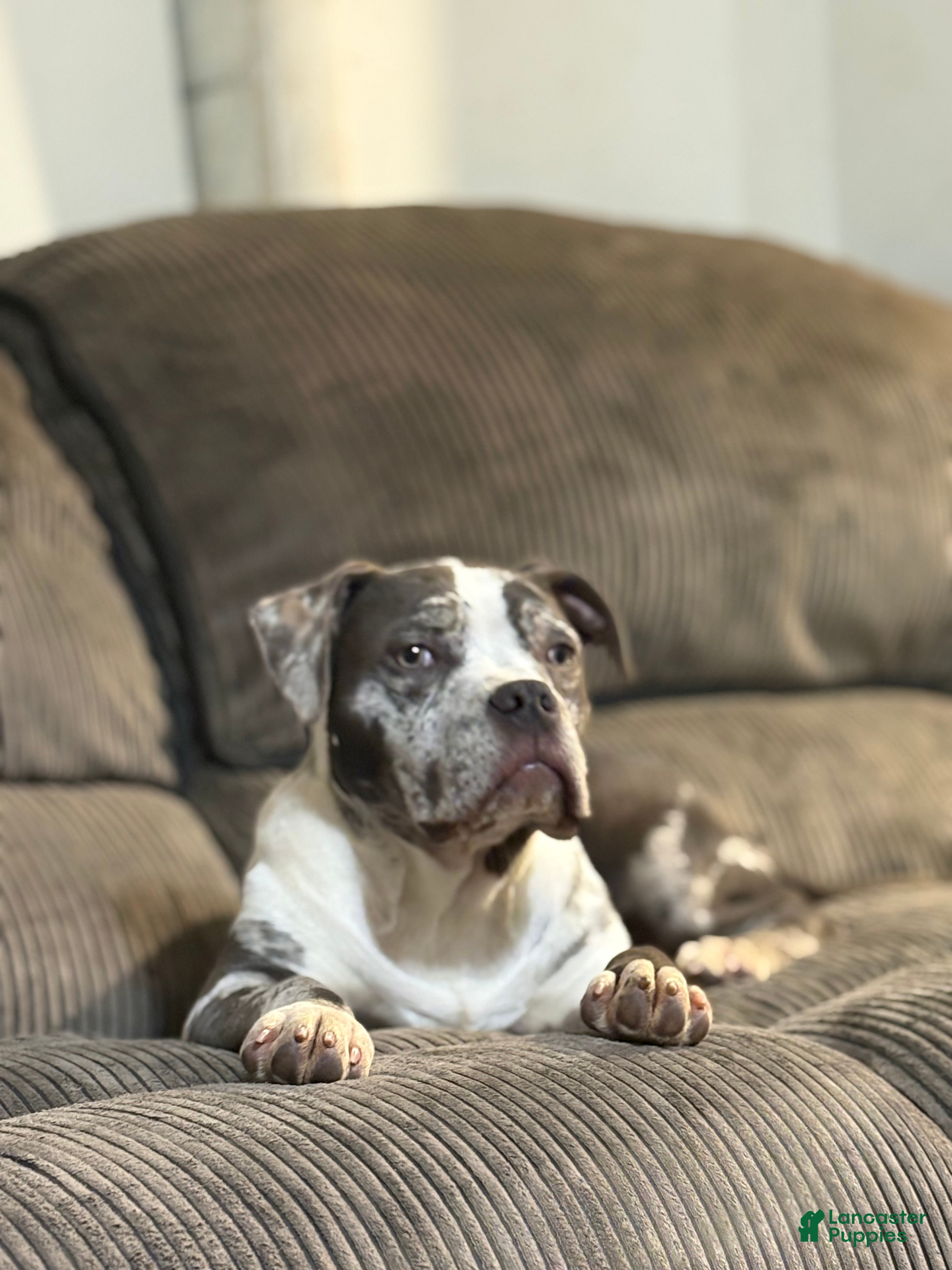 American Bully dogs Hope - Ad 2