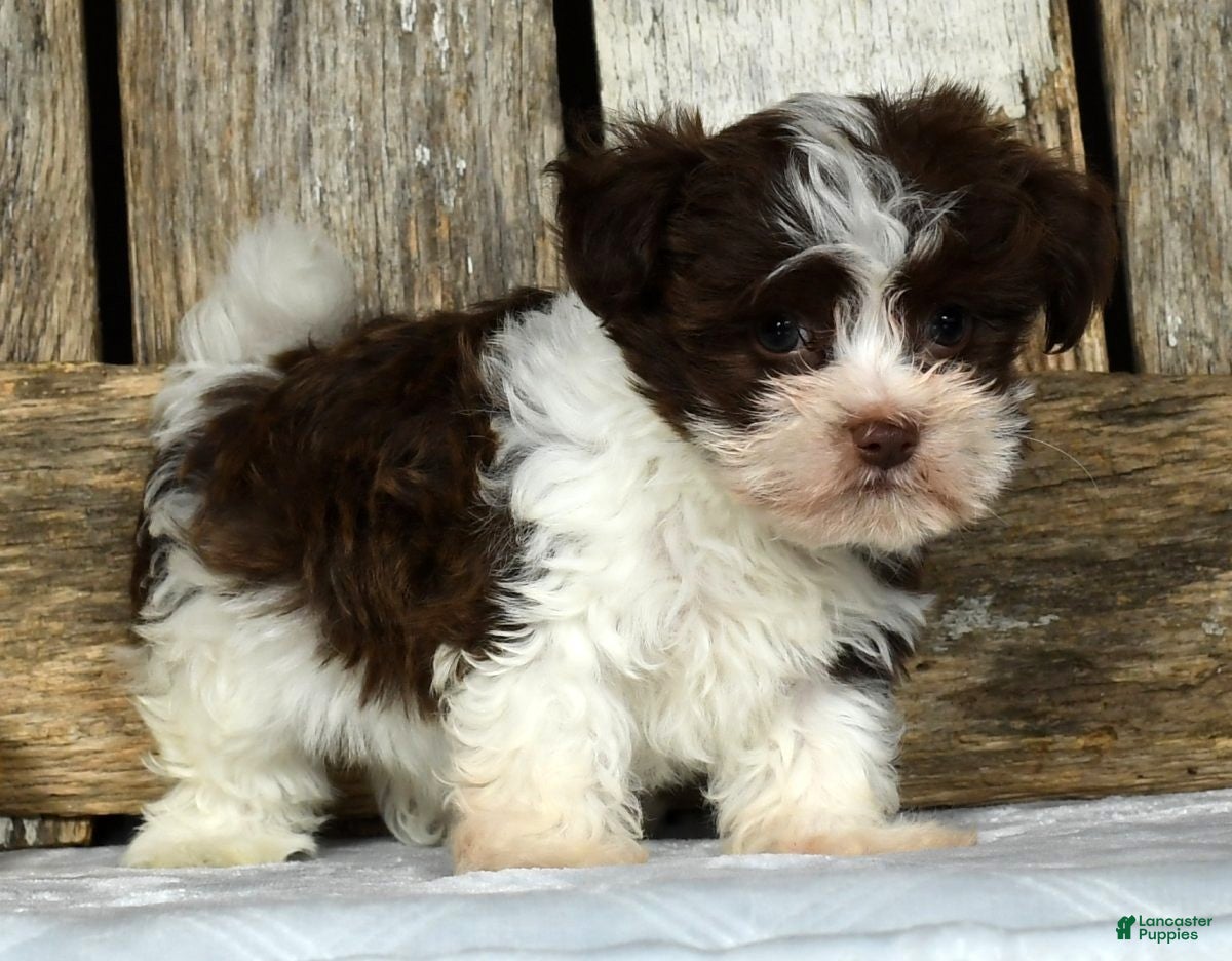 Havanese dogs Fritz - Ad 17