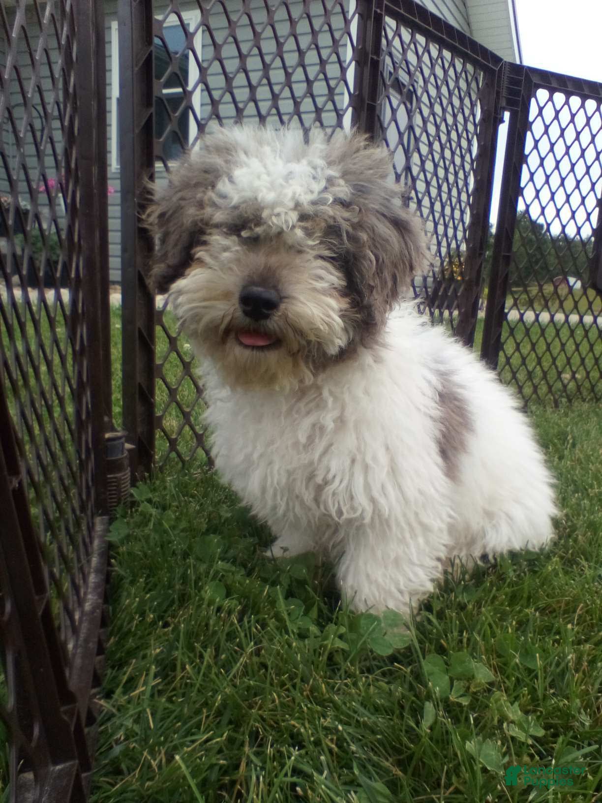 Toy Poodle dogs Teddy - Ad 2