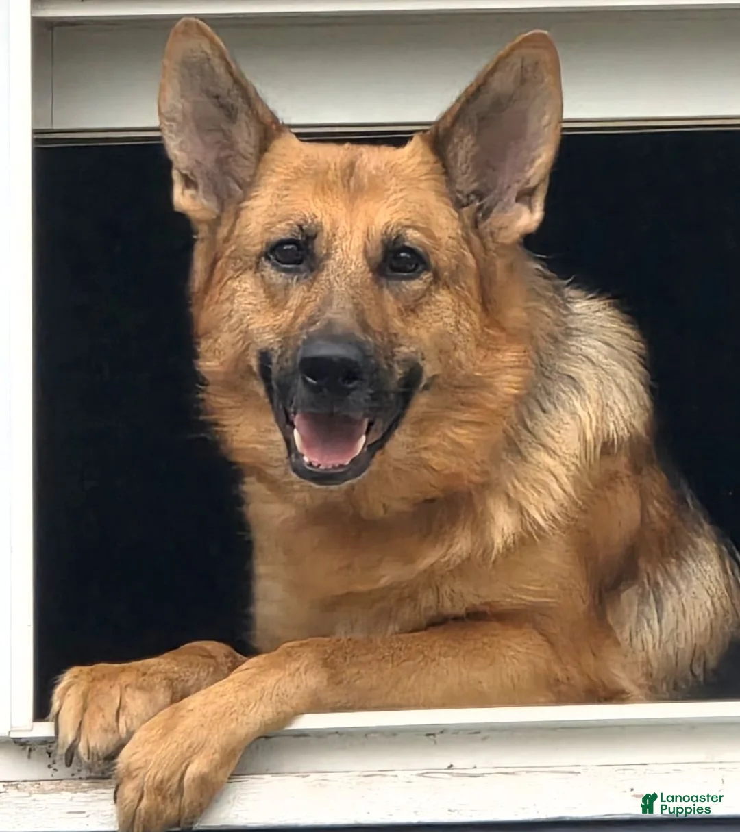 German Shepherd dogs for sale: Lilo - Ad 4