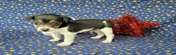 Jack Russell Terrier dogs for sale: Romeo purebred JRT delivery available  - Ad 3