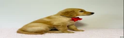 Golden Retriever dogs for sale: Dolly - Ad 4